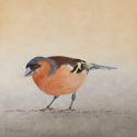 Vink